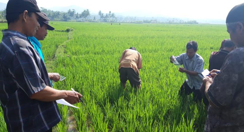   Mahasiswa KKN UNY K099 yang bertugas di Desa Mlaran, Purworejo mengadakan acara penyuluhan pertanian dengan mendatangkan dua penyuluh dari kecamatan. Acara penyuluhan tersebut diikuti oleh 17 perwakilan petani dari RW 5 dan RW 4 Desa Mlaran, Kecamatan Gebang, Kabupaten Purworejo. Acara yang diadakan di salah satu rumah warga tersebut berlangsung dari pukul 09.00 sampai 12.00. Penyuluhan pertanian tersebut dilakukan berdasarkan keluhan warga RW 5 dan RW 4 yang meminta diadakannya penyuluhan karena sebagian